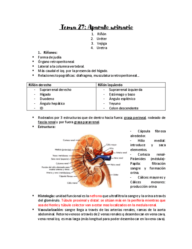 Miniatura del documento Aparato-urinario-apuntes.pdf