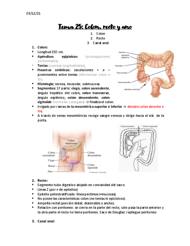 Miniatura del documento Colon-recto-y-ano-apuntes.pdf