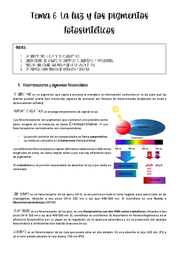 Miniatura del documento Tema-6-fisio-.pdf