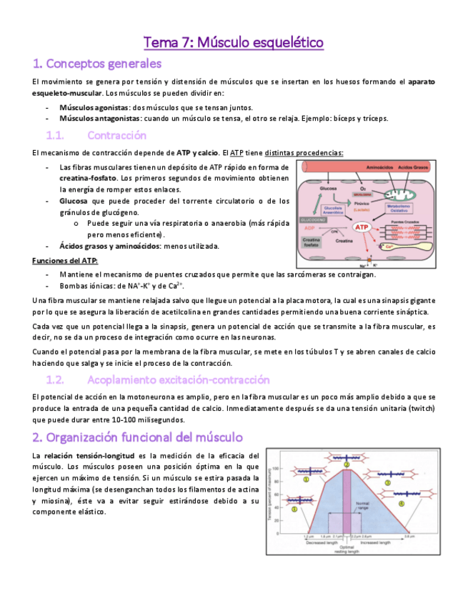 Miniatura del documento Tema-7-Musculo-esqueletico.pdf