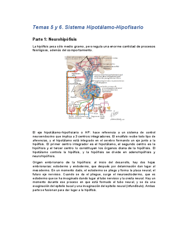 Miniatura del documento Tema5y6endocrino.pdf