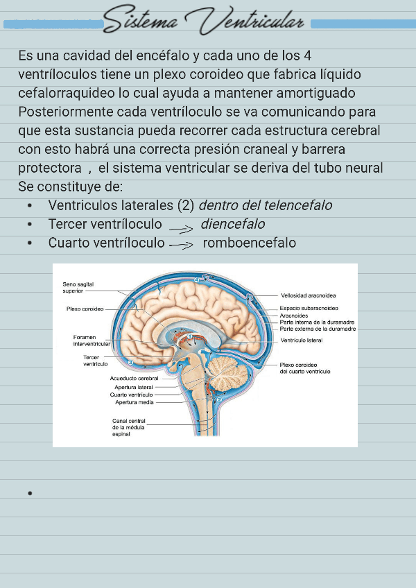 Miniatura del documento Sistema-ventricular-.pdf
