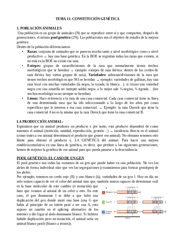 Miniatura del documento TEMA-11-constitucion-genetica.pdf