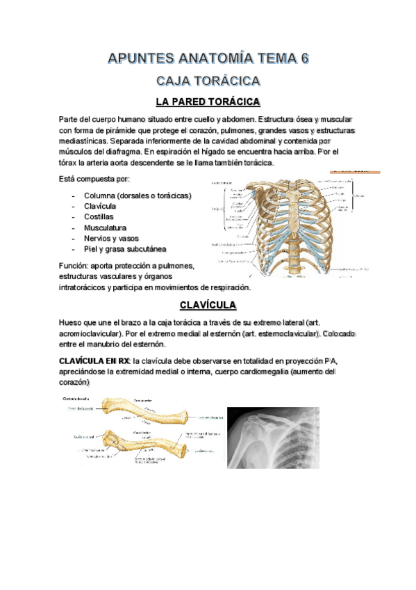 Miniatura del documento APUNTES-ANATOMIA-TEMA-6.pdf