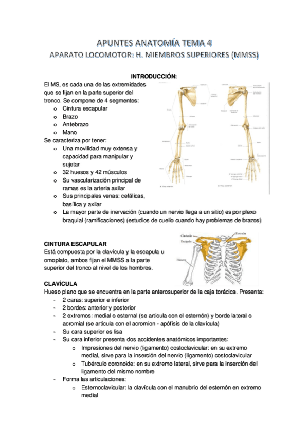 Miniatura del documento APUNTES-ANATOMIA-TEMA-4.pdf