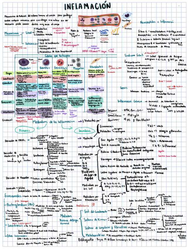 Miniatura del documento Inflamacion-.pdf