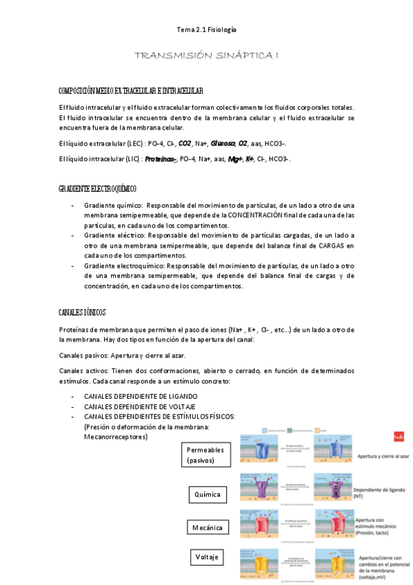 Miniatura del documento Transmision-sinaptica-I-RESUMEN.pdf