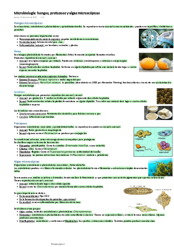 Miniatura del documento Hongos-protozoos-y-algas-microscopicas.pdf