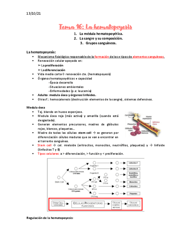Miniatura del documento Hematopoyesis-apuntes.pdf