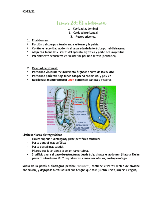 Miniatura del documento El-abdomen-apuntes.pdf