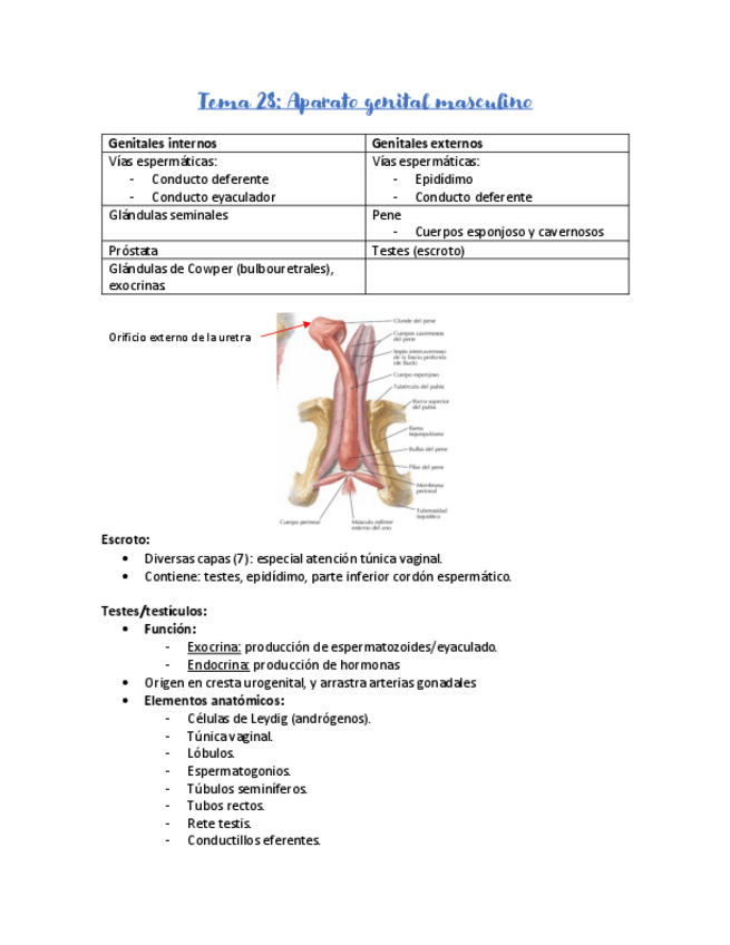 Miniatura del documento Si-aparato-genital-masculino-apuntes.pdf