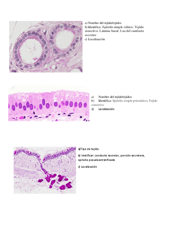 Miniatura del documento Actividades-tejidos-animales-I.pdf