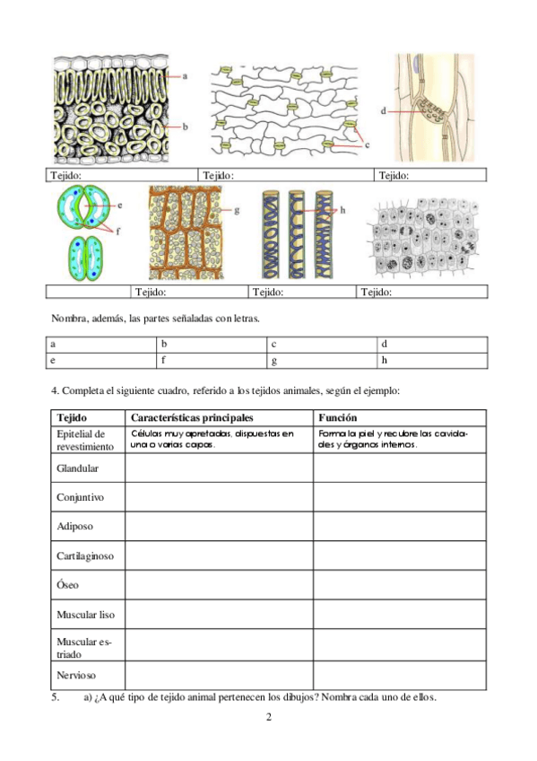 Miniatura del documento actividades-tejidos-animales-III.pdf