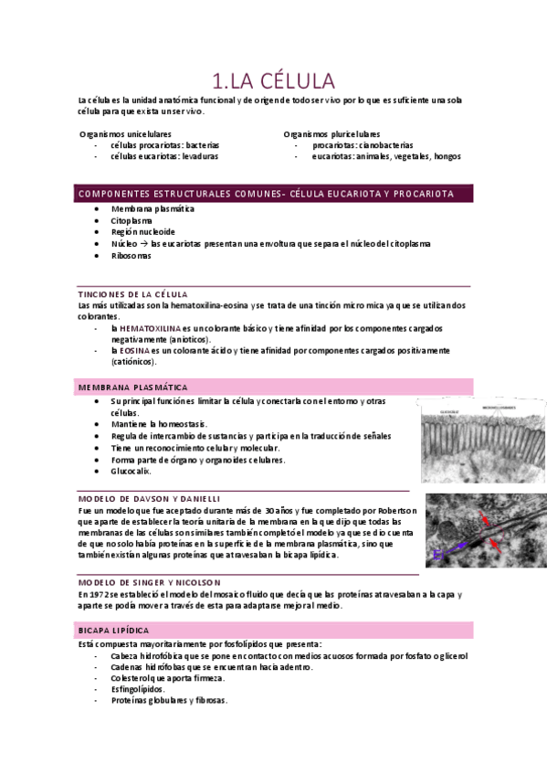 Miniatura del documento  La célula