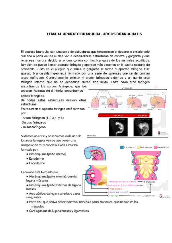 Miniatura del documento TEMA-14.pdf