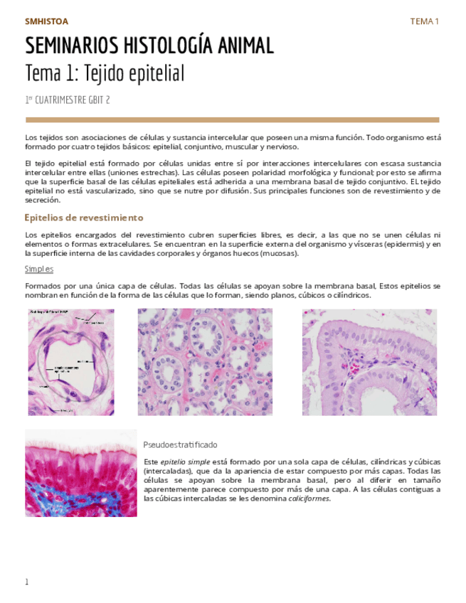 Miniatura del documento HISTOATema-1-Tejido-epitelial.pdf