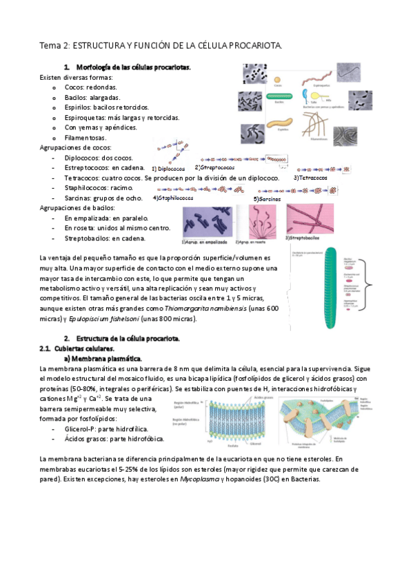 Miniatura del documento TEMA-2.pdf