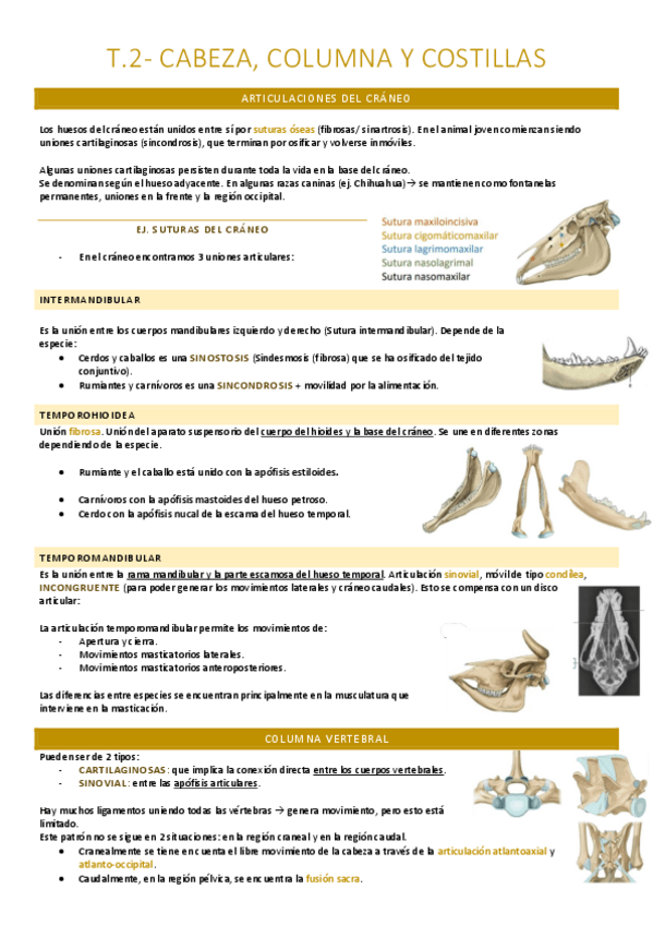 Miniatura del documento Cabeza, columna y costillas.pdf