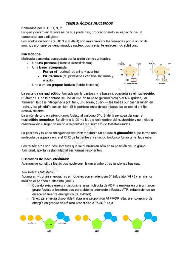 Miniatura del documento TEMA-5-ACIDOS-NUCLEICOS.pdf