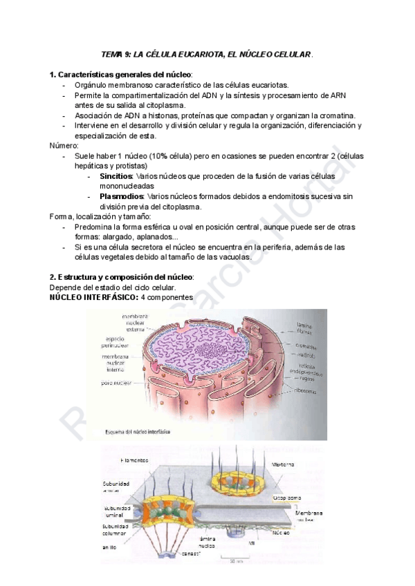 Miniatura del documento TEMA-9-LA-CELULA-EUCARIOTA-y-EL-NUCLEO-CELULAR.pdf