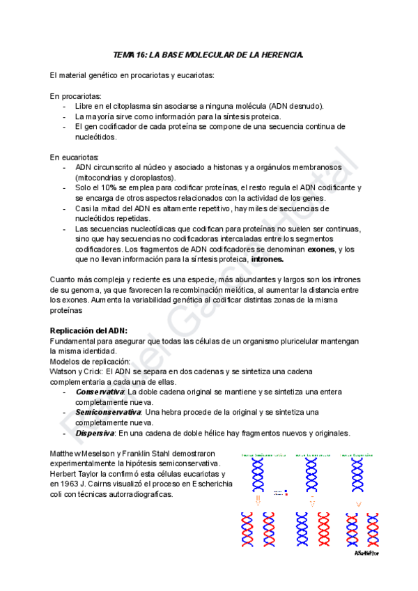 Miniatura del documento TEMA-16-BASE-MOLECULAR-DE-LA-HERENCIA.pdf
