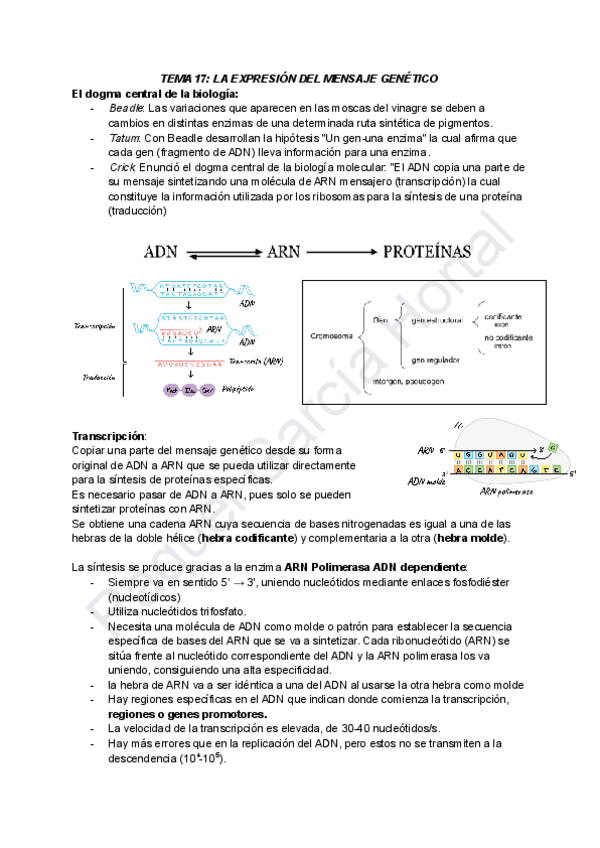 Miniatura del documento TEMA-17-LA-EXPRESION-DEL-MENSAJE-GENETICO.pdf