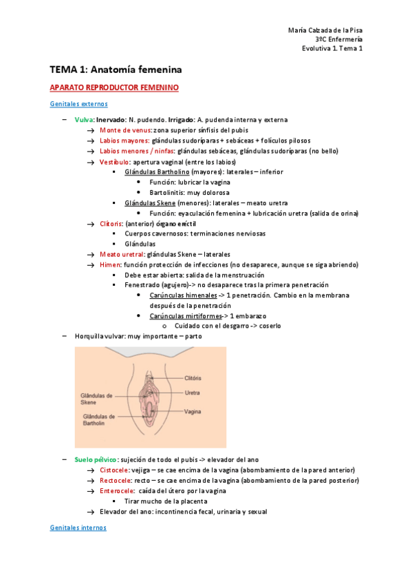 Miniatura del documento T1-Anatomia-femenina.pdf