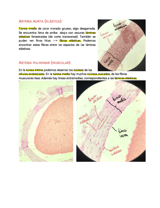 Miniatura del documento PRACTICA-1.pdf