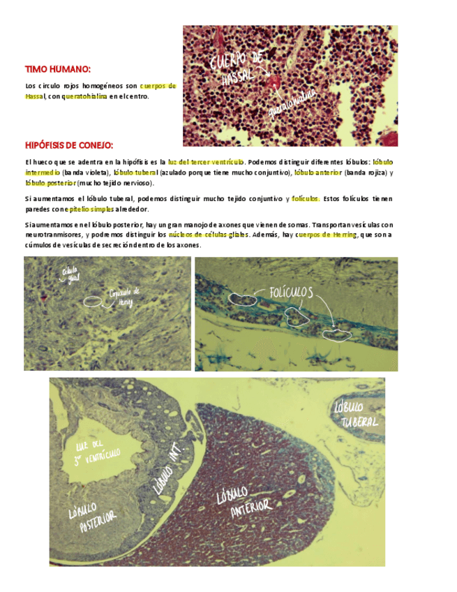 Miniatura del documento PRACTICA-3.pdf