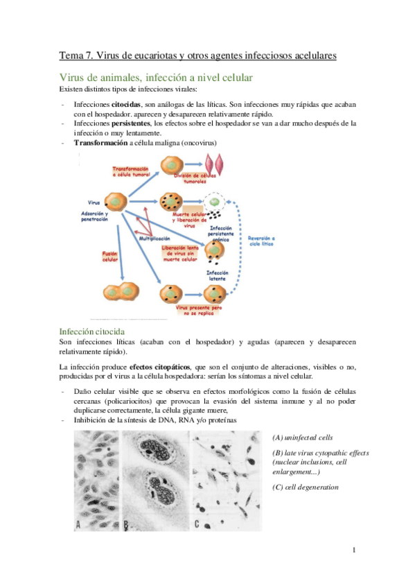 Miniatura del documento Tema-7.pdf