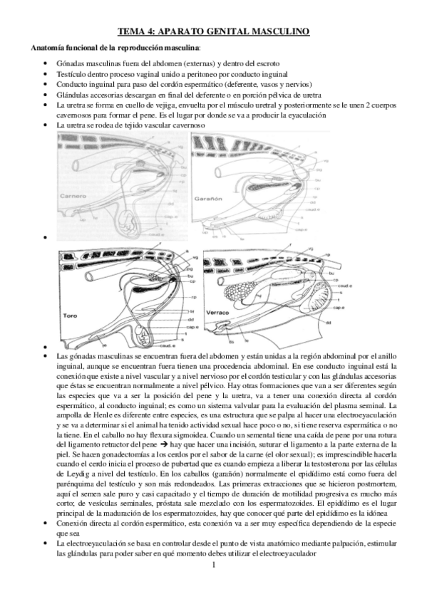Miniatura del documento TEMA-4-REPRO.pdf