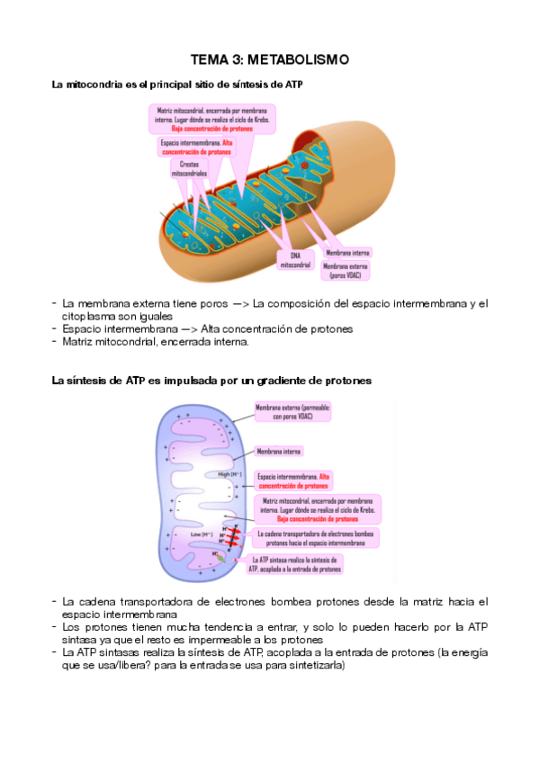 Miniatura del documento T3.pdf