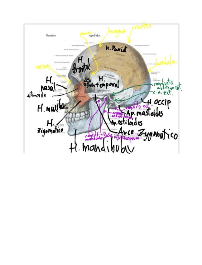 Miniatura del documento EXAMEN-ANATO2.pdf