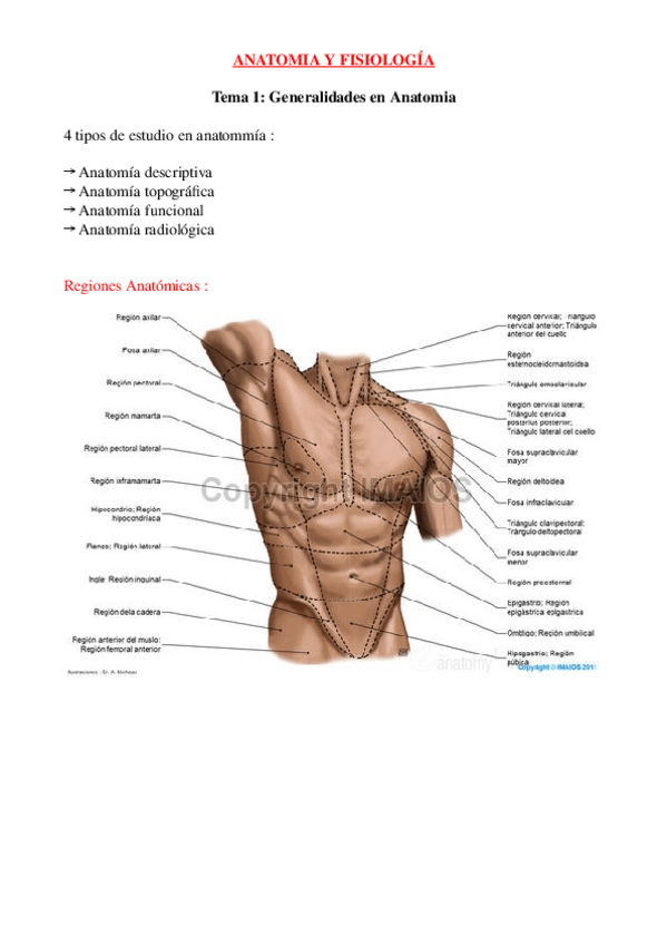 Miniatura del documento Fichas-Anatomia-1-2-2.docx