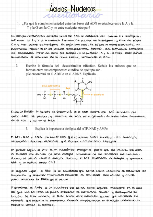Miniatura del documento Cuestiones-acidos-nucleicos-.pdf
