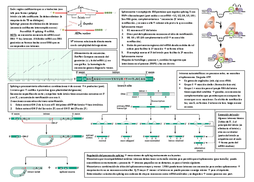 Miniatura del documento splicing.pdf