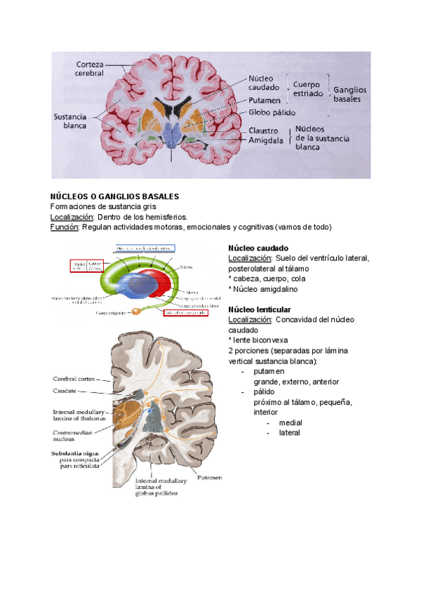 Miniatura del documento ANATO-CEREBRO-nucleos-grises-centrales.pdf