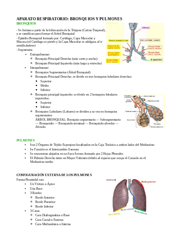 Miniatura del documento APARATO-RESPIRATORIO-II.pdf