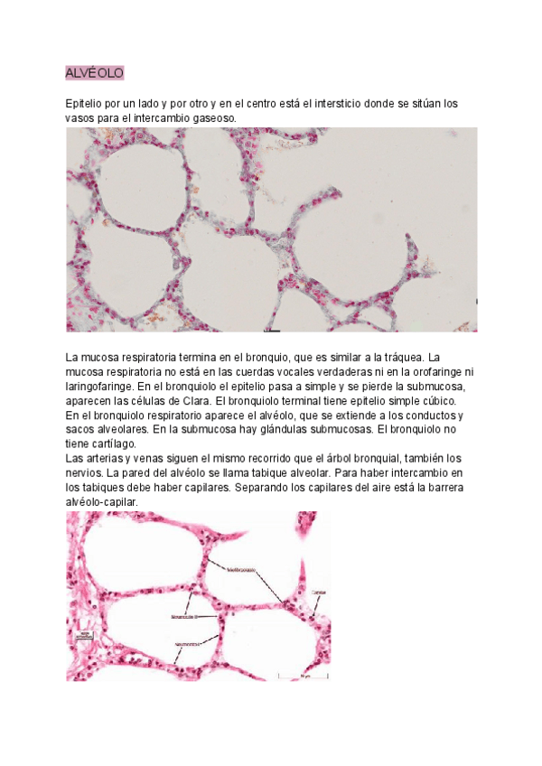 Miniatura del documento ALVEOLO.pdf