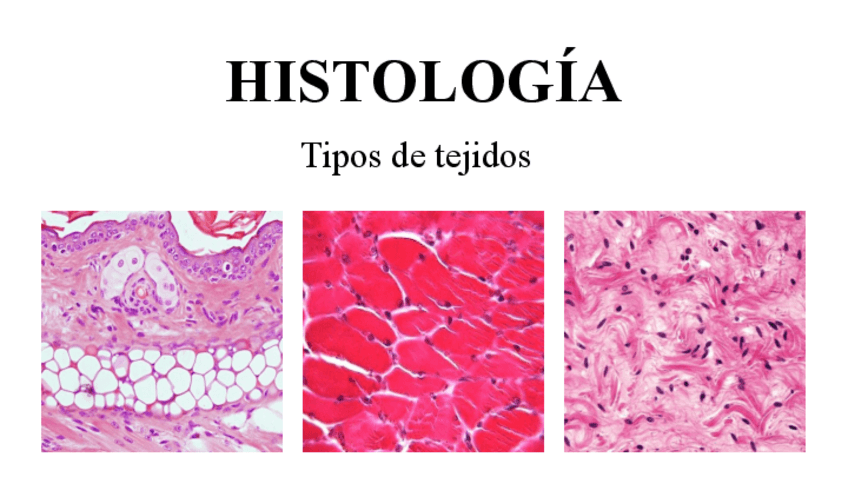 Miniatura del documento Trabajo-Histologia-tejidos.pdf