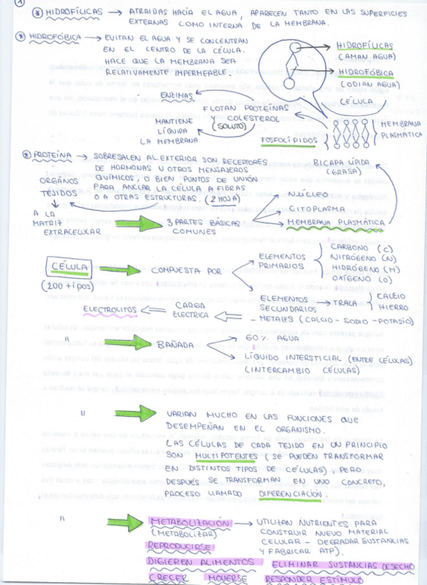 Miniatura del documento Apuntes-esquemasl-Fisio-tema-2.pdf