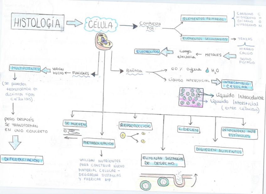Miniatura del documento Mapa-Conceptual-Fisio-tema-2.pdf