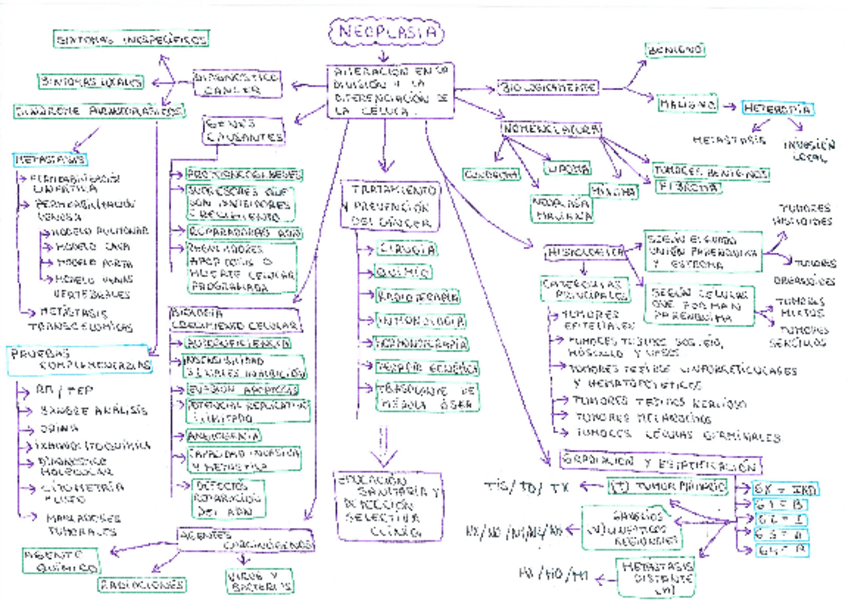 Miniatura del documento Mapa-mental-tema-6-fisio.pdf