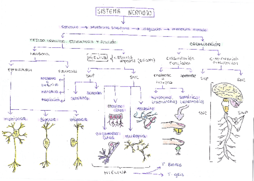 Miniatura del documento Portafolio-tema-7-Berta-Sabao-Marcos-fisio.pdf