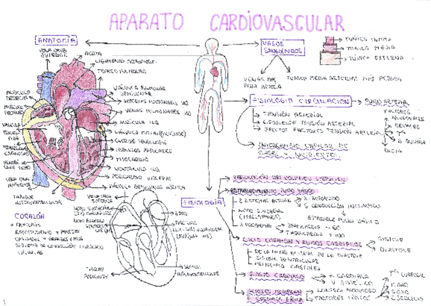 Miniatura del documento Mapa-conceptual-Berta-Sabao.pdf