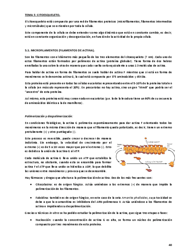 Miniatura del documento Tema-5.pdf