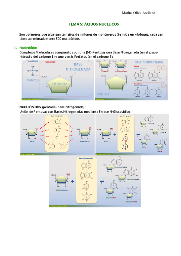 Miniatura del documento Tema-5-Acidos-nucleicos.pdf