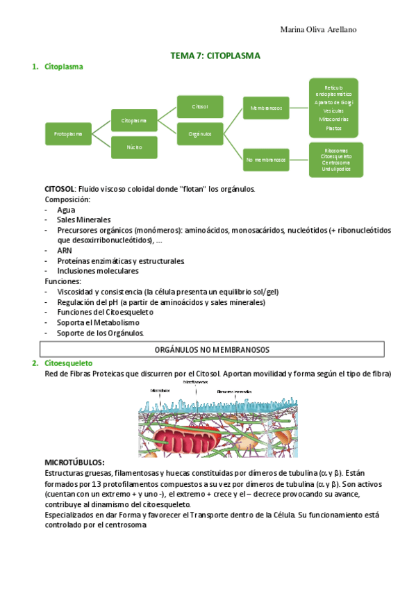 Miniatura del documento Tema-7-Citoplasma.pdf