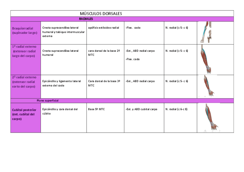 Miniatura del documento Miologia-muneca-y-mano-imp.pdf