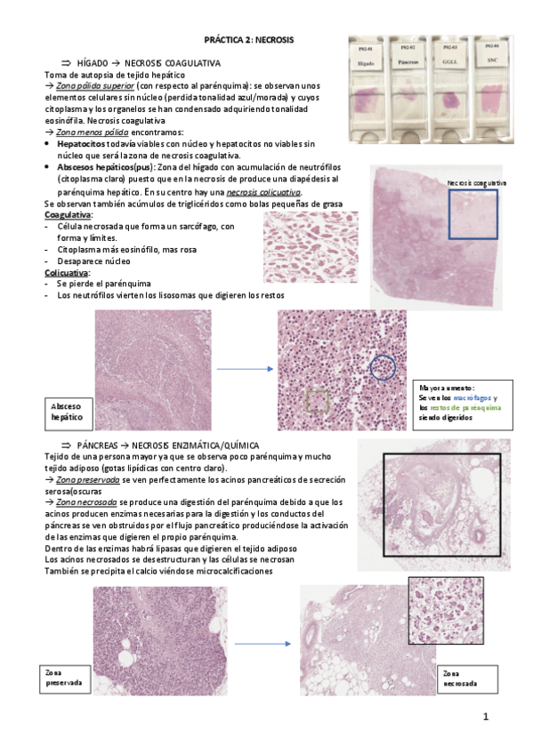 Miniatura del documento PRÁCTICA-2.pdf